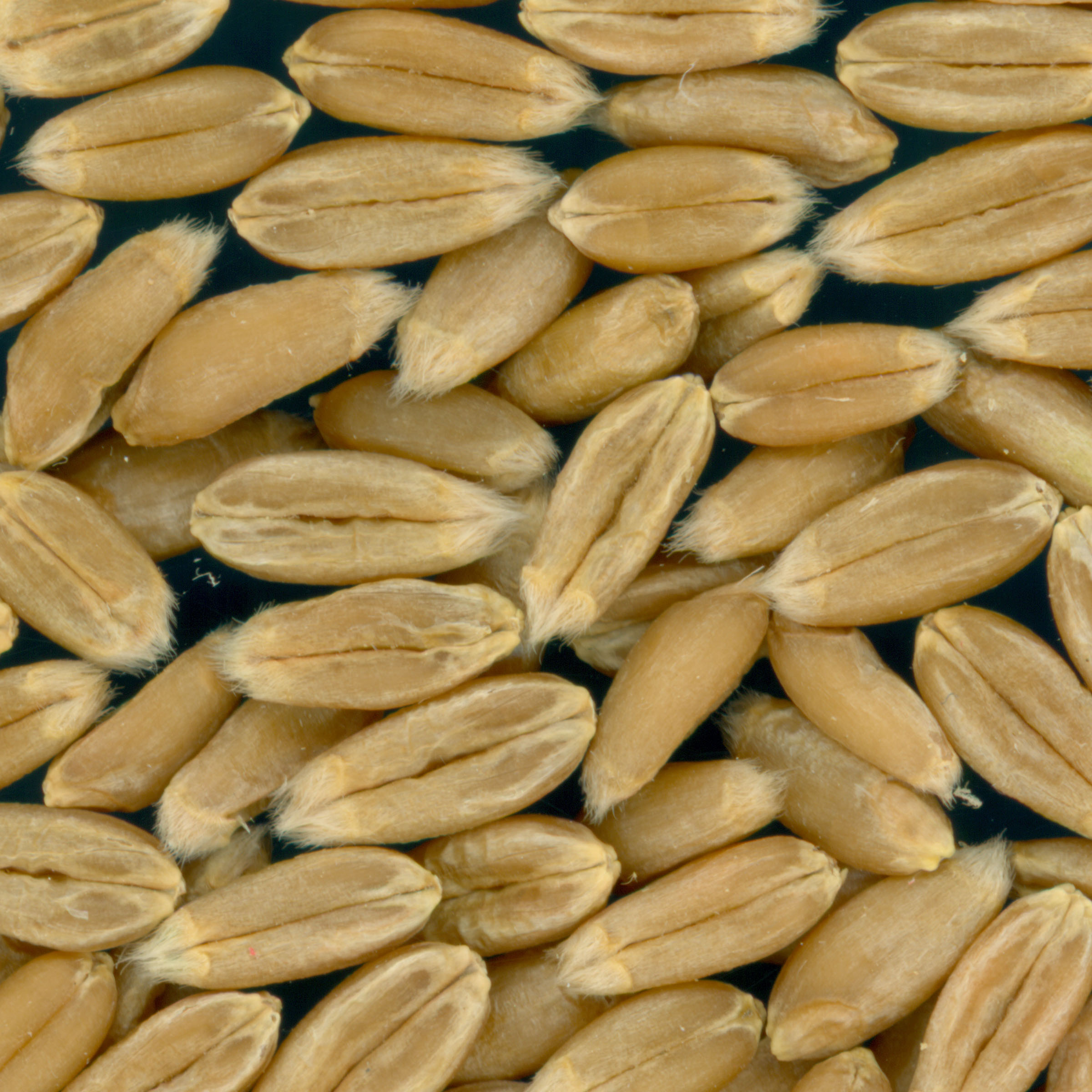 KERNELS